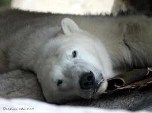 Polar Bear - San Diego Zoo